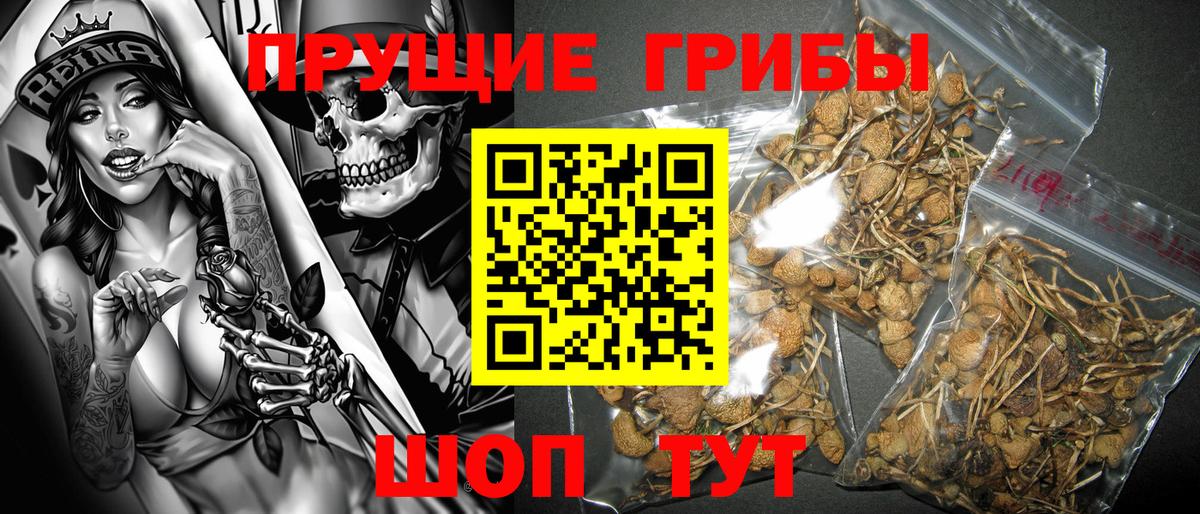 Псилоцибиновые грибы Cubensis  Галлюциногенные грибы прущие грибы  Элиста  Вход с VPN 